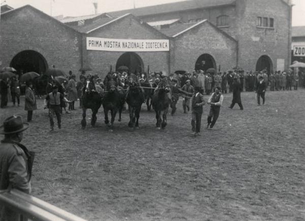 Fiera di Milano - Campionaria 1930 - Mostre della zootecnica - Esposizione equina