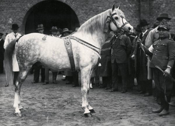 Fiera di Milano - Campionaria 1930 - Mostre della zootecnica - Esposizione equina