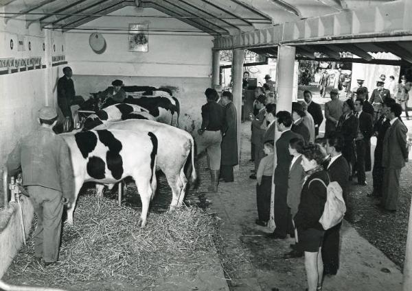 Fiera di Milano - Campionaria 1950 - Mostre della zootecnica - Esposizione bovina