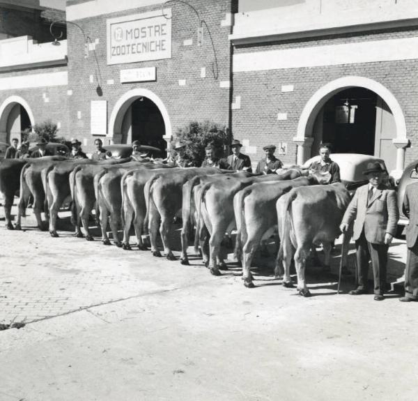 Fiera di Milano - Campionaria 1948 - Mostre zootecniche - Esposizione dei bovini