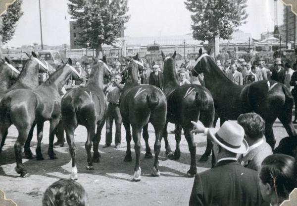 Fiera di Milano - Campionaria 1948 - Mostre zootecniche - Esposizione equina