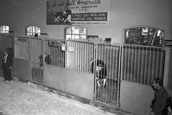 Fiera di Milano - Campionaria 1947 - Manifestazione zootecnica - Carnation