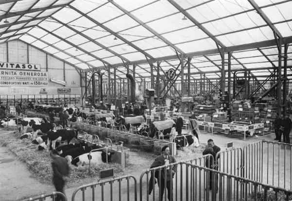 Fiera di Milano - Campionaria 1955 - Mostra zootecnica