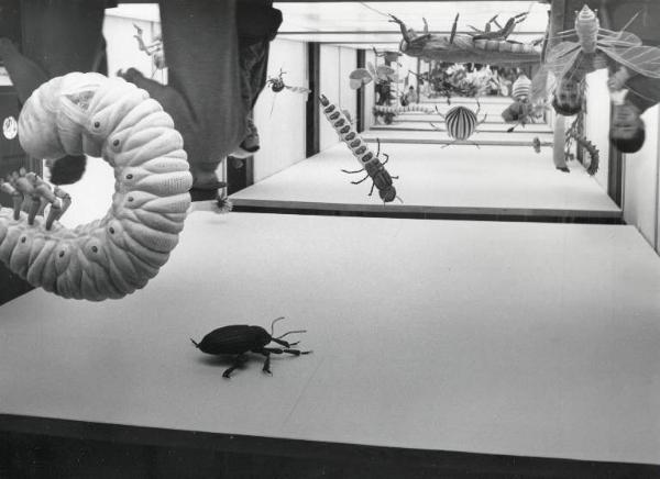 Fiera di Milano - Campionaria 1955 - Padiglione del Gruppo Montecatini - Sala antiparassitari per l'agricoltura