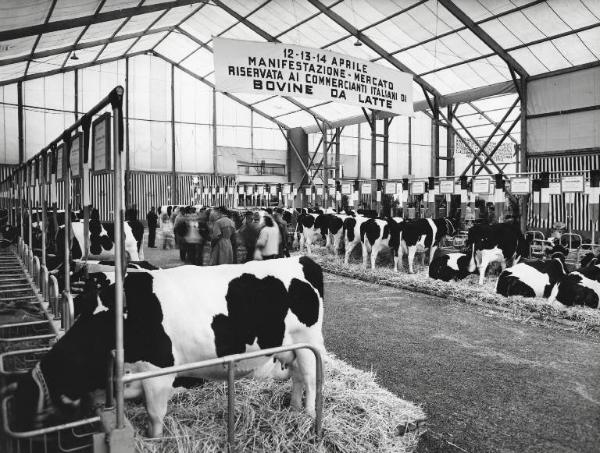 Fiera di Milano - Campionaria 1957 - Settore zootecnico