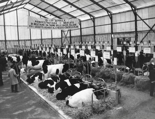 Fiera di Milano - Campionaria 1957 - Settore zootecnico