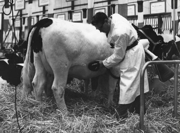 Fiera di Milano - Campionaria 1957 - Settore zootecnico