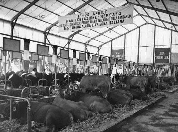 Fiera di Milano - Campionaria 1957 - Settore zootecnico