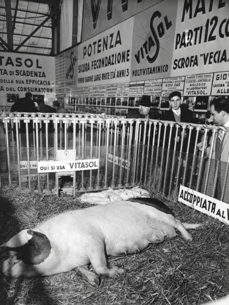 Fiera di Milano - Campionaria 1957 - Padiglione attrezzature per stalle, materiale avicolo, veterinaria, articoli zootecnici, mangimi, integrativi - Interno