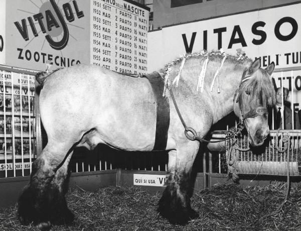 Fiera di Milano - Campionaria 1957 - Padiglione attrezzature per stalle, materiale avicolo, veterinaria, articoli zootecnici, mangimi, integrativi - Interno