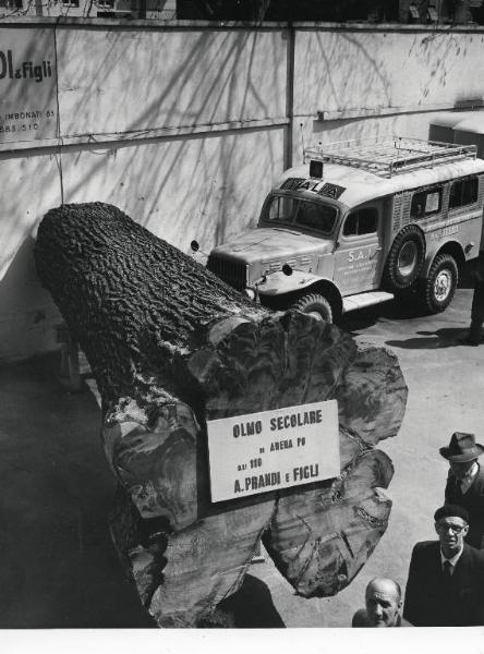 Fiera di Milano - Campionaria 1958 - Viale campeggio - Olmo secolare della A. Prandi e Figli