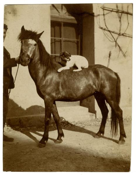 Cavallo con cane sulla schiena