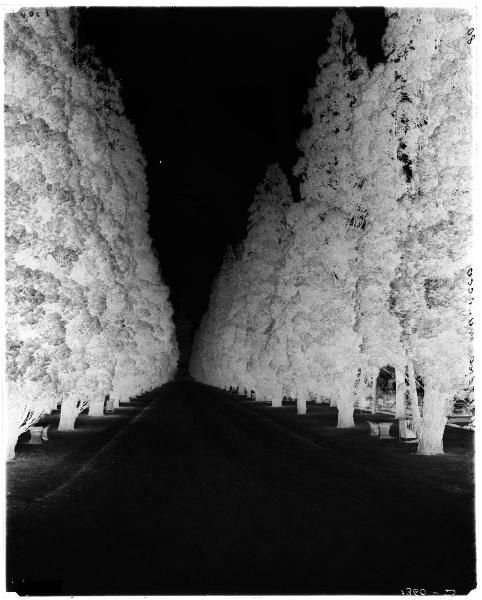 Milano - Cimitero Maggiore - Cimitero di Musocco - viale alberato