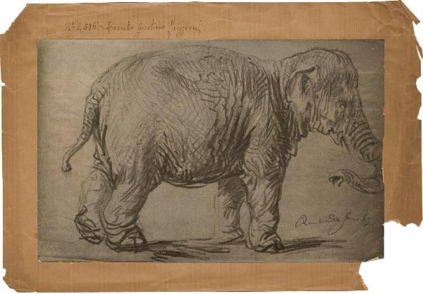 Rembrandt - Elefante - Disegno - Vienna - Albertina
