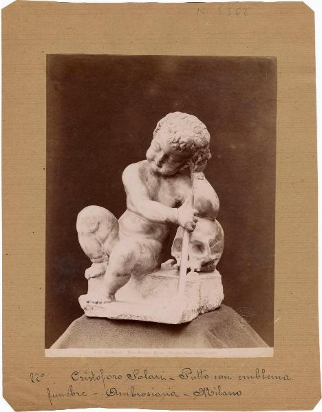 Solari, Cristoforo - Putto con emblema funebre - Scultura - Milano - Museo Borromeo