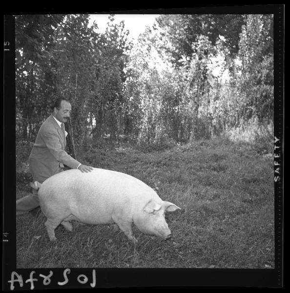 Ritratto maschile - Il pittore Giuseppe Motti con il suo maiale ricevuto in premio - Undicesimo Premio di Suzzara - Edizione 1958 - Suzzara - Esterno