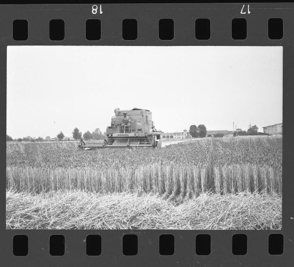 Mantova - Formigosa - Mietitura del grano