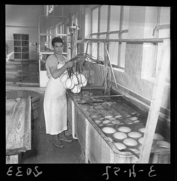 Ritratto maschile - Casaro al lavoro - Forme di formaggio in una vasca - Roverbella - Caseificio - Interno