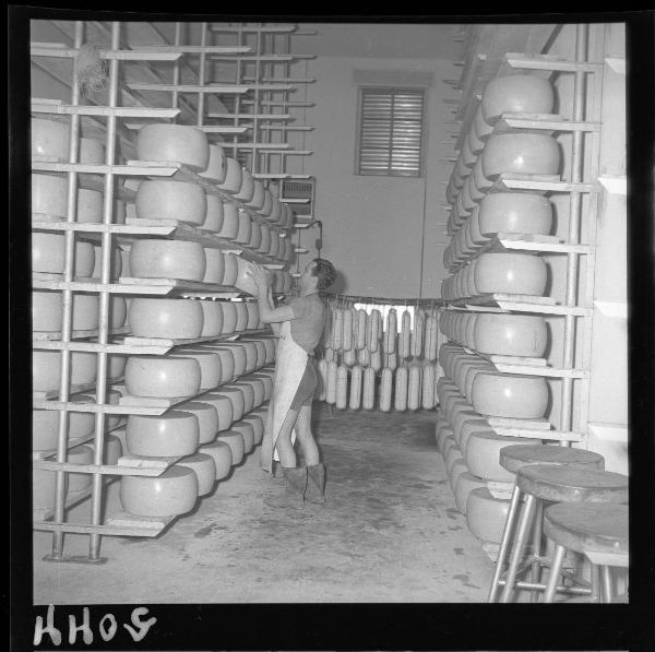 Ritratto maschile - Casaro al lavoro - Forme di formaggio su scaffali - Roverbella - Caseificio - Interno