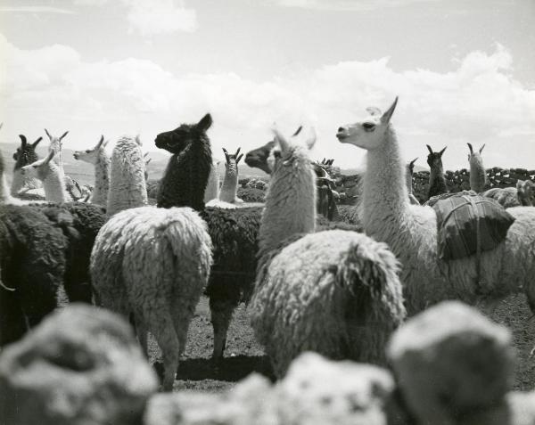 Scena del film "L'impero del sole" - Craveri, Mario, Gras, Enrico, Moser, Giorgio, 1956 - Branco di lama.

