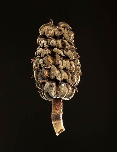 Still life: forme della natura - Baccello di albero di magnolia - Sfondo nero