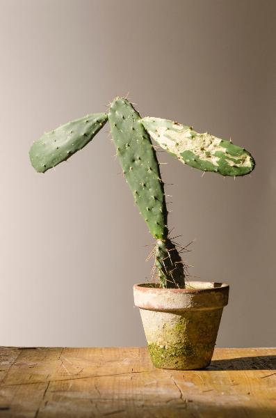 Still life: forme della natura - Cactus in vaso - Fico d'India