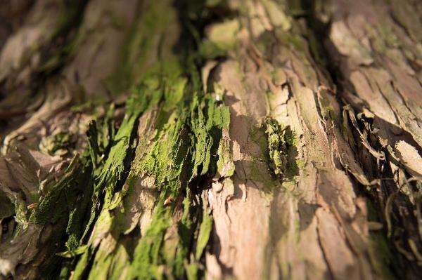 Materia e texture: superfici naturali - Legno - Corteccia d'albero e muschio - Fuoco selettivo