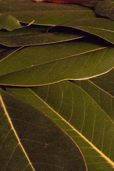 Materia e texture: foglie