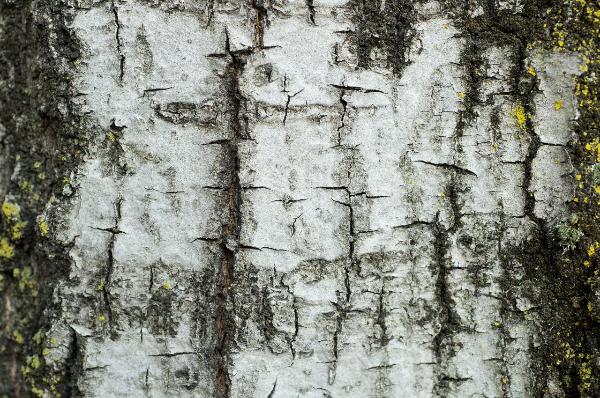 Materia e texture: superfici naturali - Legno - Corteccia d'albero