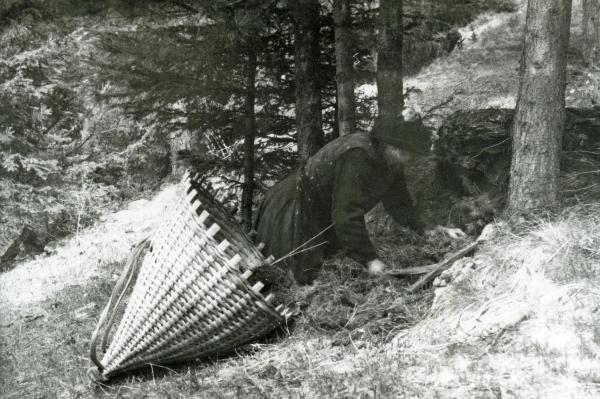 La raccolta degli aghi di larice