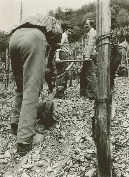 Lavoro in vigna