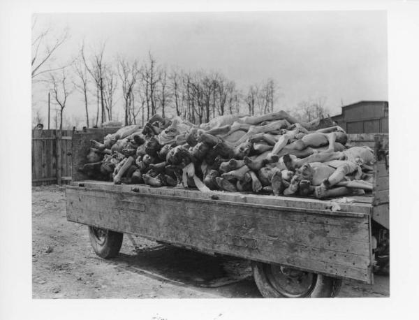 Seconda guerra mondiale - Nazismo - Germania - Campo di concentramento di Buchenwald - Dopo la liberazione - Cumulo di cadaveri nudi e scheletriti su un camion