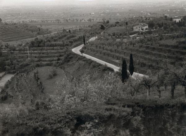 San Miniato (già San Miniato al Tedesco) (PI) - Veduta della collina coltivata - Strada - Architettura rurale - Casolare