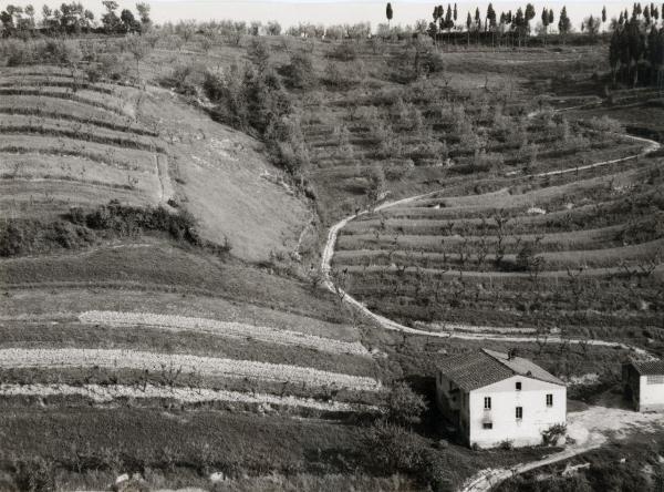 San Miniato (già San Miniato al Tedesco) (PI) - Veduta della collina coltivata - Strada - Architettura rurale - Casolare