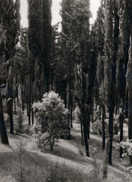 Fiesole (FI): località Vincigliata - Castello di Vincigliata - Esterno - Bosco di cipressi - Alberi