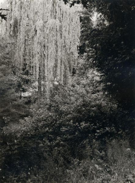 Lucca (LU) - Giardino Botanico - Alberi, vegetazione