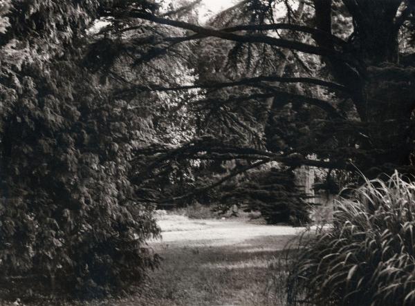 Lucca (LU) - Giardino Botanico - Alberi, vegetazione