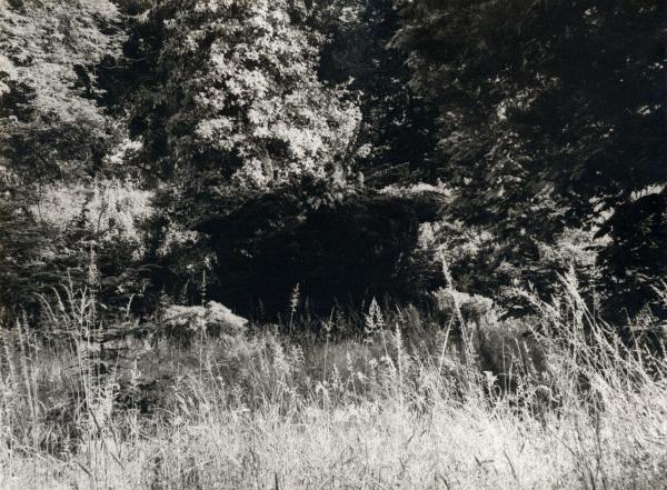 Lucca (LU) - Giardino Botanico - Alberi, vegetazione