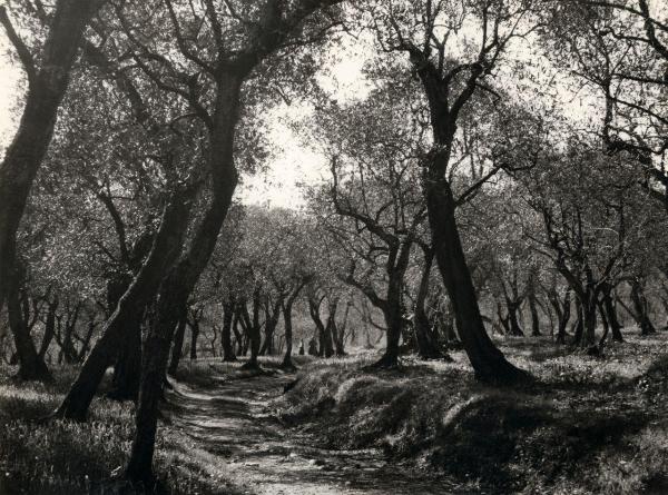 Pescia (PT) - Esterno - Uliveto - Alberi - Sentiero