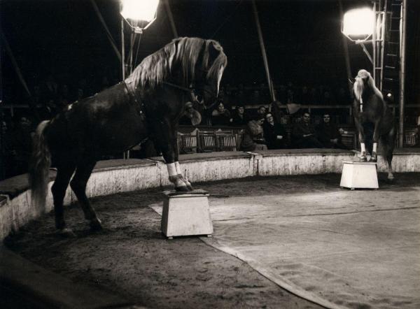 Milano - Circo Togni - Spettacolo, esibizione - Cavalli ammaestrati in scena - Pubblico di spettatori sullo sfondo