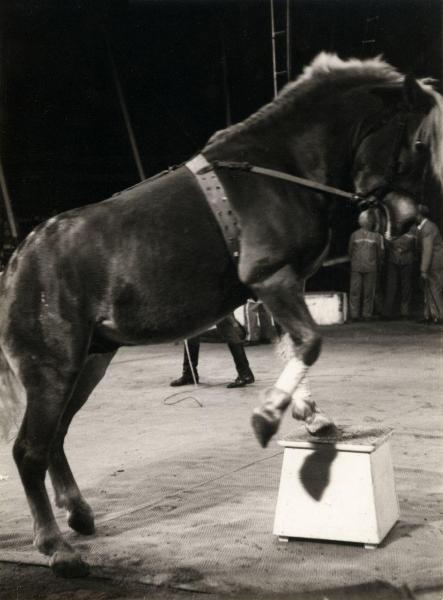 Milano - Circo Togni - Spettacolo, esibizione - Cavallo ammaestrato in scena