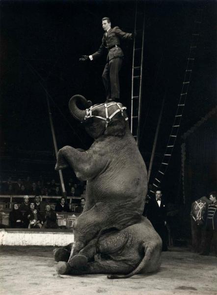 Milano - Circo Togni - Spettacolo, esibizione - Domatore con elefanti in scena