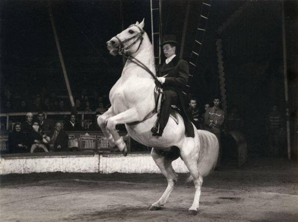 Milano - Circo Togni - Spettacolo, esibizione - Domatore in sella al cavallo in scena - Pubblico di spettatori sullo sfondo