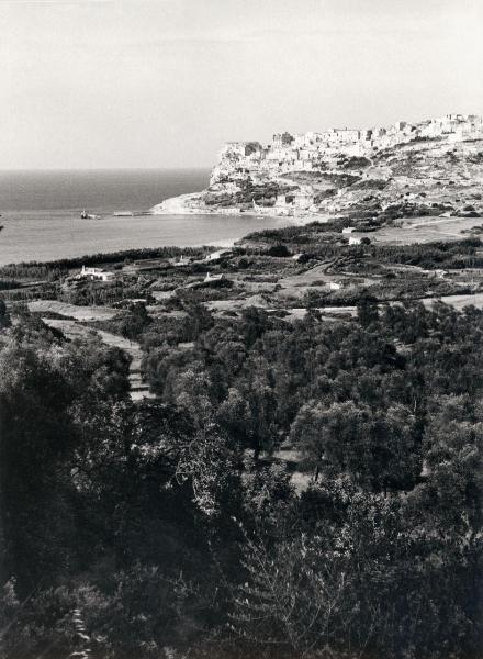 Peschici (FG) - Costa - Mare - Panorama - Paese - Uliveto, alberi