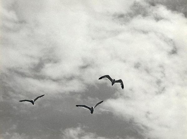 Grecia - Mare - Gabbiani - Cielo - Veduta dal piroscafo Kolokotroni