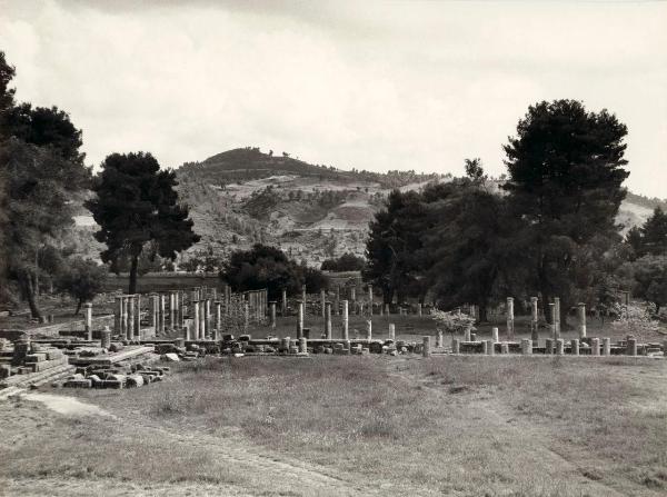 Sito archeologico - Grecia - Olimpia - Palestra - Rovine - Colonne - Vegetazione - Alberi