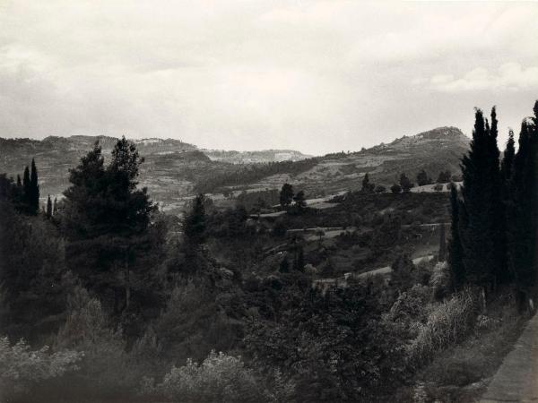 Grecia - Arcadia - Montagne - Vegetazione - Alberi