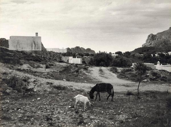 Grecia - Rodi, isola - Strada - Edifici sparsi - Capra - Asino