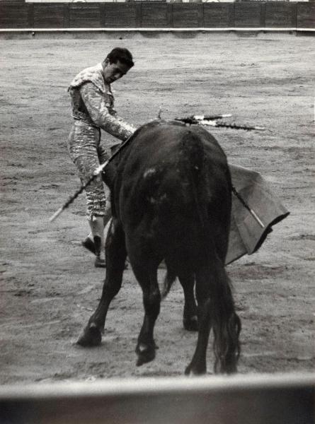 Spagna - Barcellona - Monumental de Barcellona, arena - Corrida - Tercio de muleta - Torero con muleta - Toro con banderillas