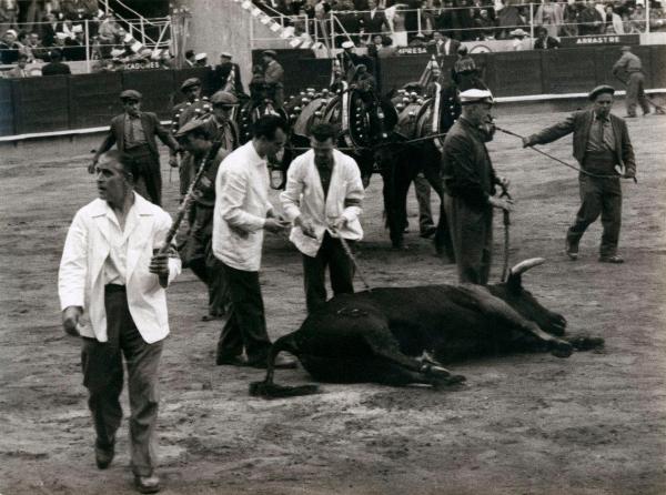 Spagna - Barcellona - Monumental de Barcellona, arena - Corrida - Tercio de muleta - Toro morto a terra - Uomini, banderillas, cavalli